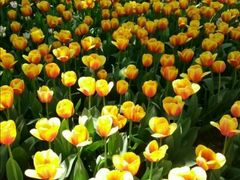 -洛阳郁金香牡丹园