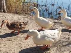 -朝阳公园游乐园