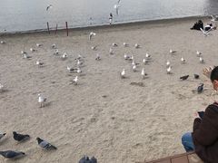 -台场海滨公园船码头