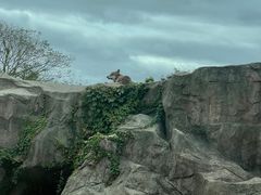 -上海野生动物园