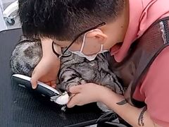-爱洗澡的猫(望京店)