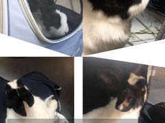 -爱侣宠医·鹦鹉专科·小型哺乳类·异宠专科(灵石路店)