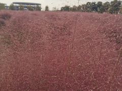 -映月湖中央公园