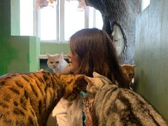 -猫猫幼稚园·撸猫·桌游·电玩