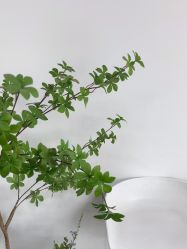 -AM半永久纹眉