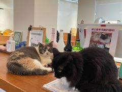 -有猫主题·治愈系猫咖(曾厝垵店)