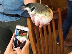 -天正河鲀·河豚亭(大连店)