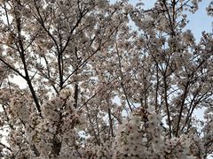 -樱花山风景区