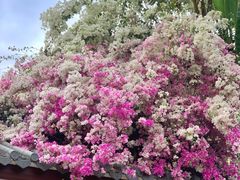 -深圳国际园林花卉博览园