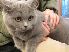 -袖虎·猫馆(体育西路店)
