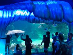 -悉尼海洋生物水族馆
