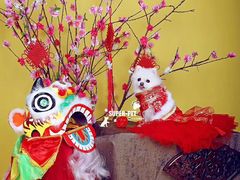 -超宠爱宠物摄影-Super pet