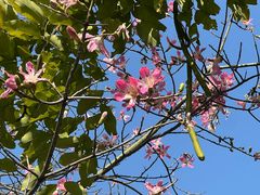 -攀枝花公园