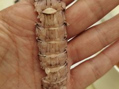 -港畔赶海蒸汽海鲜烧烤自助(仙螺岛店)