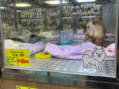 -香港宠物街
