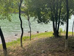 -广州白江湖森林公园