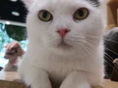 -藏猫猫咖啡主题馆(中央大道店)