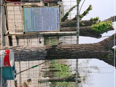 -杨柳青庄园