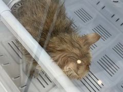 -老吴的猫·猫舍(新区店)