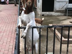 羊驼-蓝地时尚庄园(北京清河营地铁站店)