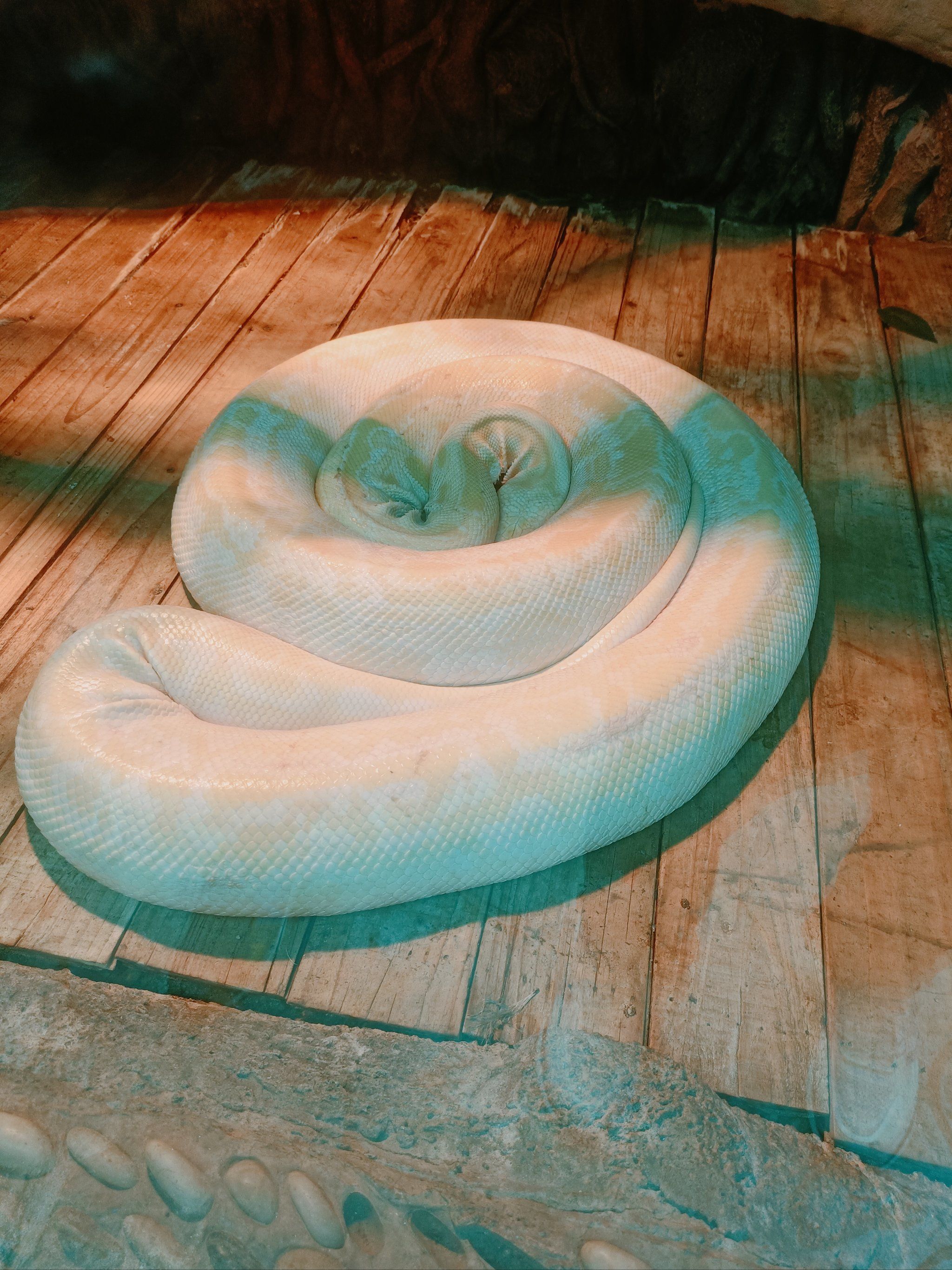 0元玩转这座城动物园的蟒蛇真的好大,这