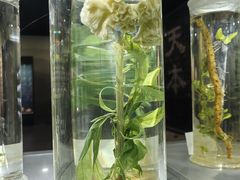 -药王庙(安国市)