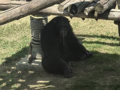 -西霞口神雕山野生动物世界