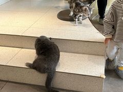 -飞行喵MR PILOT|猫舍·猫咖(静安大融城店)
