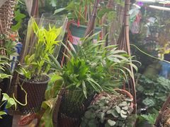 -花鸟鱼虫鲜花绿植市场(玉泉路店)