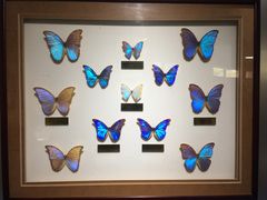 -上海昆虫博物馆