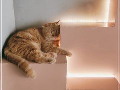 -猫儿山۰猫主题餐厅