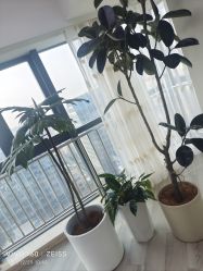 -HEYAN荷妍专业脱毛连锁机构