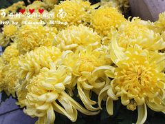 菊花-中国翰园碑林
