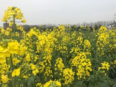 -合肥三国新城遗址公园