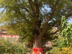 -遵化市禅林寺古银杏风景园