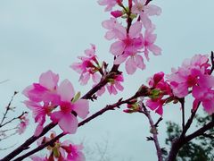 -聚龙山公园