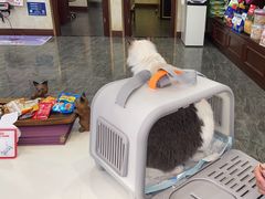 -宠爱国际动物医院· 猫科· 外科·中兽医(长白店)