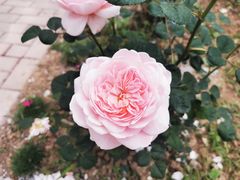 -鹅湖玫瑰文化园