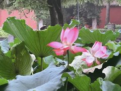 -洛阳白马寺