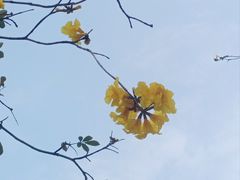 -洲头咀公园