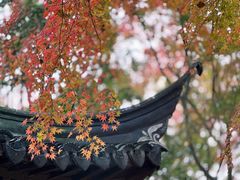 -秋霞圃