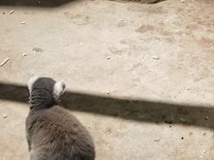 -绿色星球动物主题公园