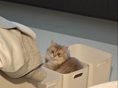 -Bastet sally猫舍购宠(静安店)