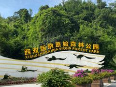 -西双版纳原始森林公园