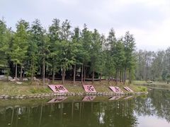 -合肥滨湖国家森林公园