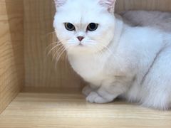 -爱洗澡的猫(天河路店)