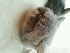 android_upload_pic-喵园·猫主题咖啡厅·撸猫·猫咖(国贸店)