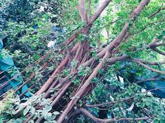 -碧桂园总部大楼