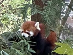 -都江堰中华大熊猫苑