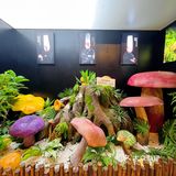 吃野生菌的季节来啦|新鲜野生菌锅太滋补啦